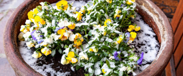 Winter Sowing Garden Guide