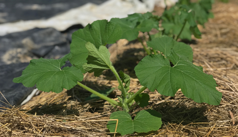 summer squash patty pan