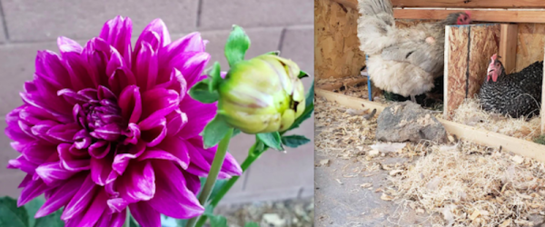 Get Your Hands Dirty With Quarter Acre Farm