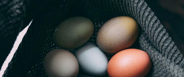 A Family Farming Legacy Continues At Spring Road Farms