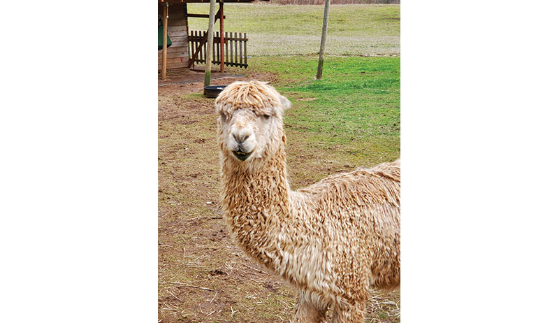 alpaca photo say cheese