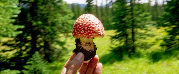 Excerpt: <i>In Search of Mycotopia</i> (Doug Bierend)