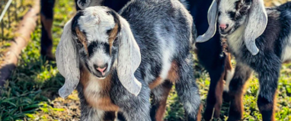 Goat’s Milk Is The Secret Ingredient At The Small Farm