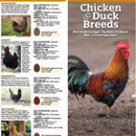 chicken health from a to z guide