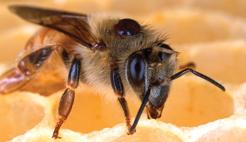 bee genetics genetic honeybees