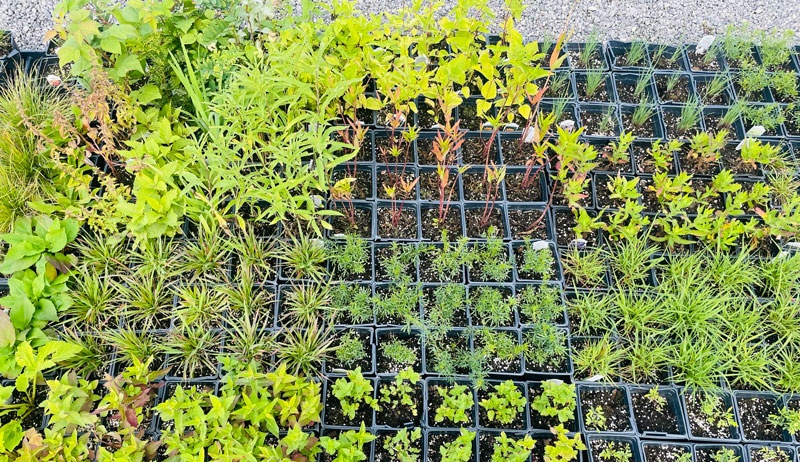 tallgrass prairie seedlings