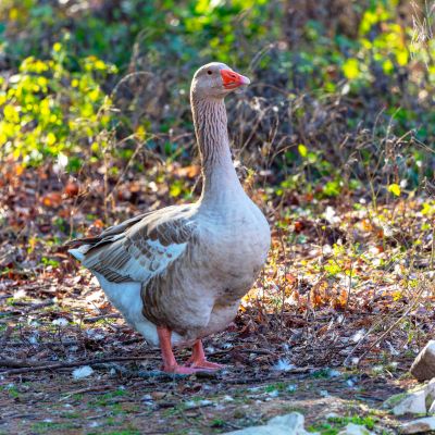 American Buff Goose: Breed Info, Care, and Egg & Meat Tips
