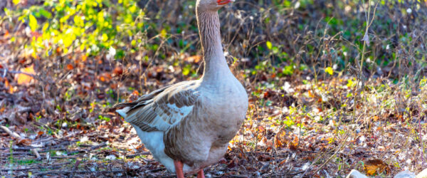 American Buff Goose: Breed Info, Care, and Egg & Meat Tips