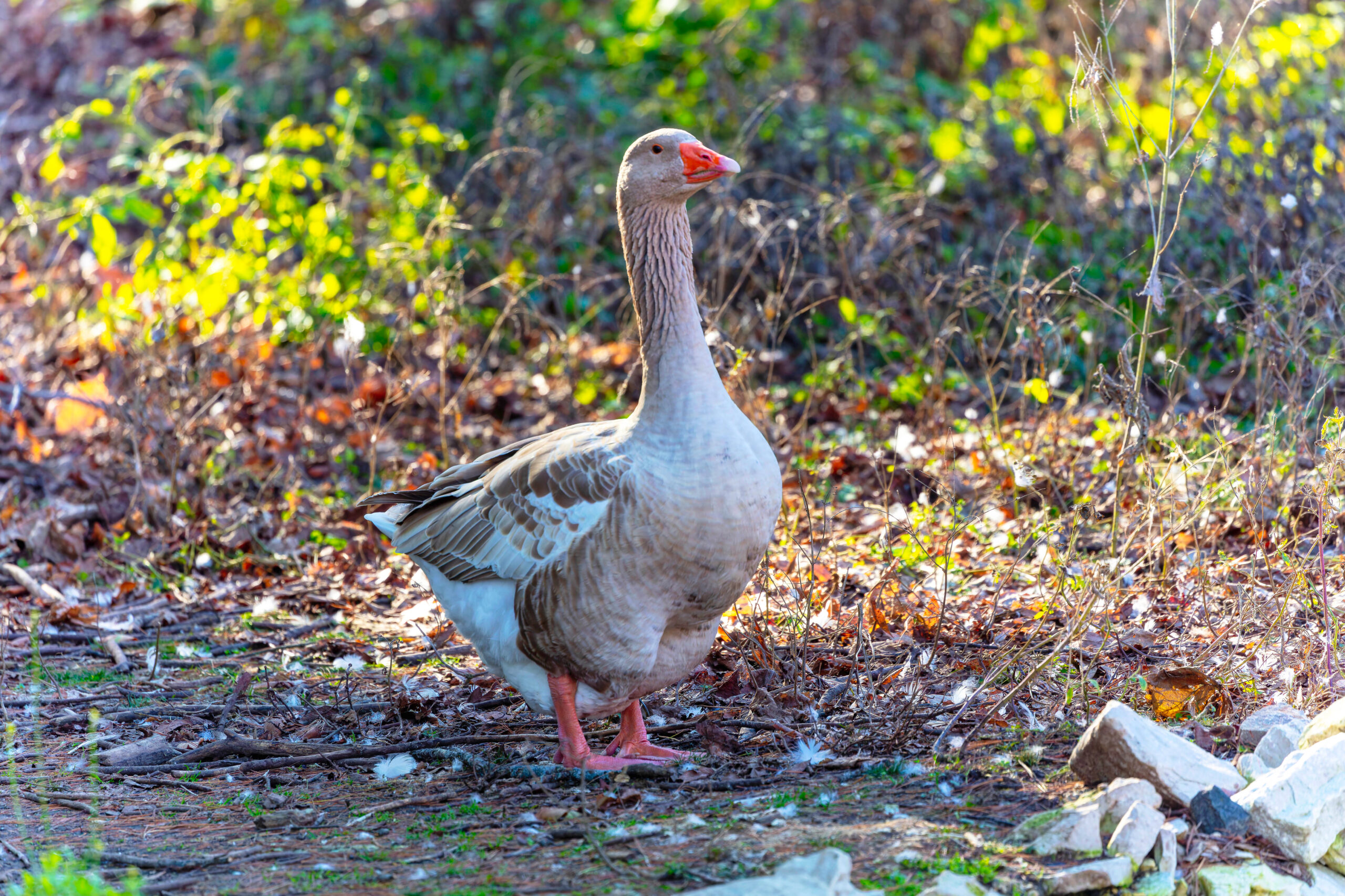American Buff Goose walking in a leafy area near the wood.