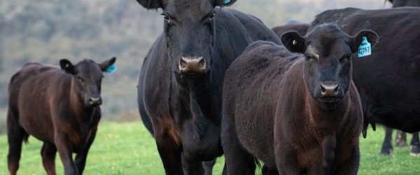 Get & Stay Ready For Calving Season With These Tips