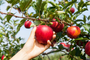 Apple Harvest: 5 Steps to Prepare Before Picking