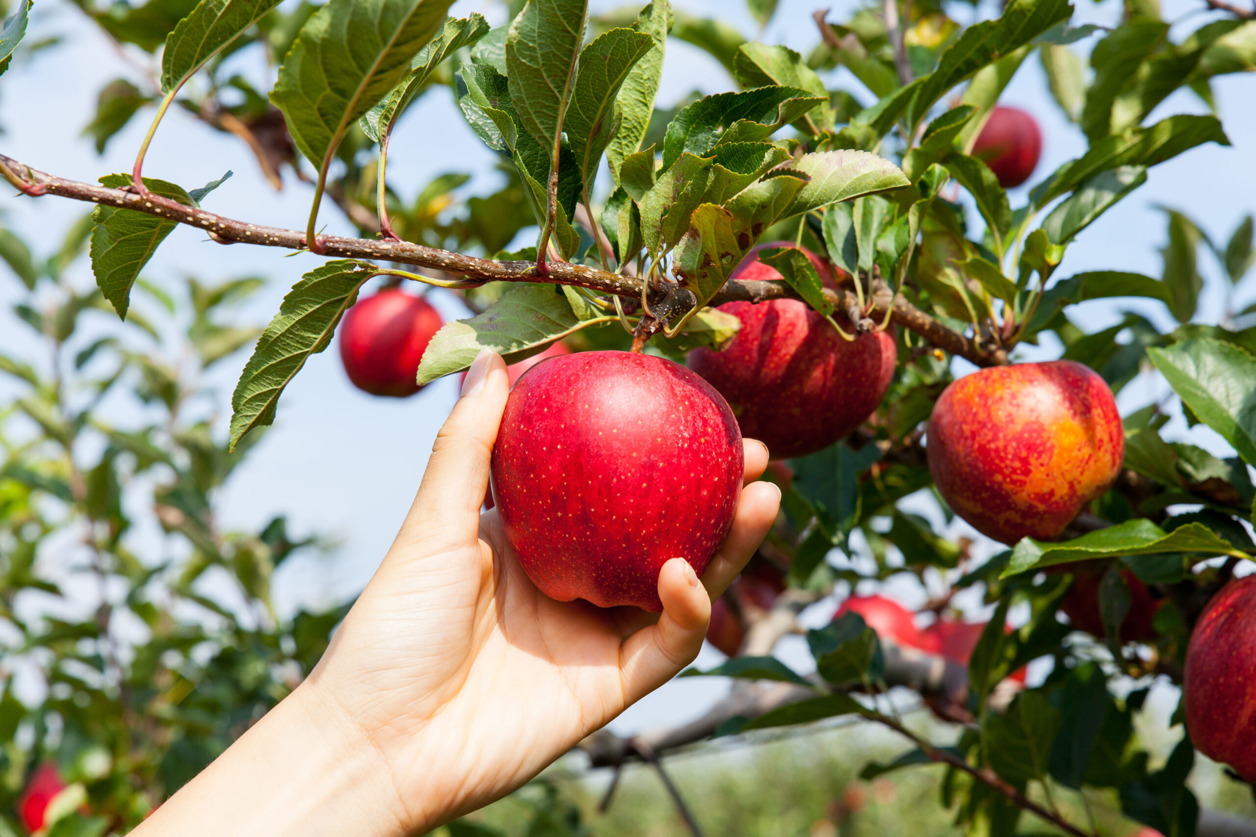 Apple Harvest: 5 Steps to Prepare Before Picking