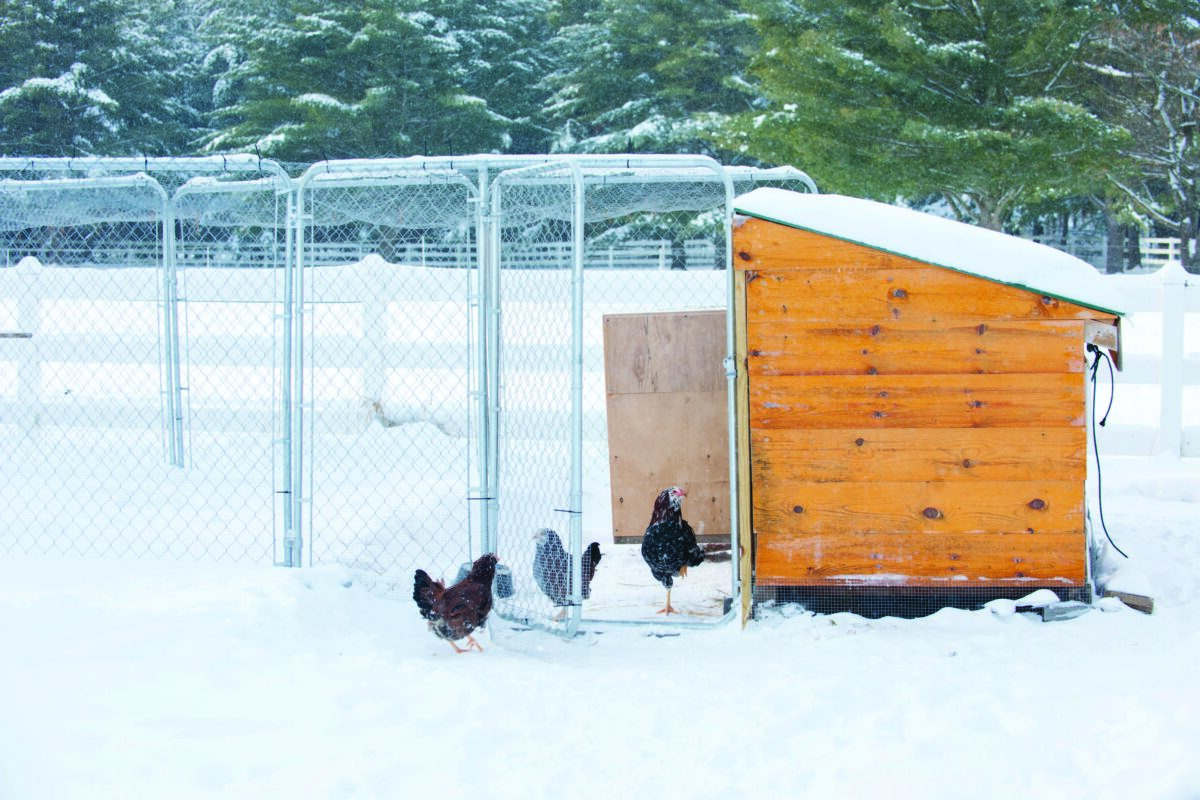 Are Chickens WarmBlooded? Know the Importance Hobby Farms