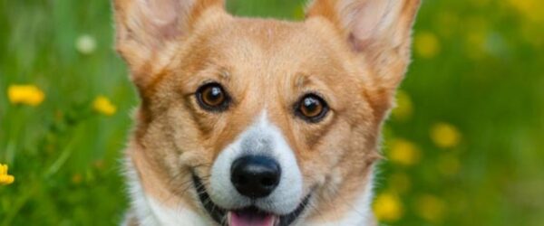 Are Corgis Good Farm Dogs? 5 Things to Know