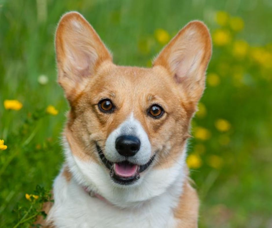 corgi dog in grassy field