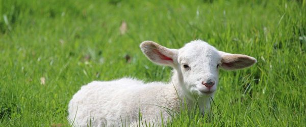 One Shepherd’s Experience Learning From Lambing