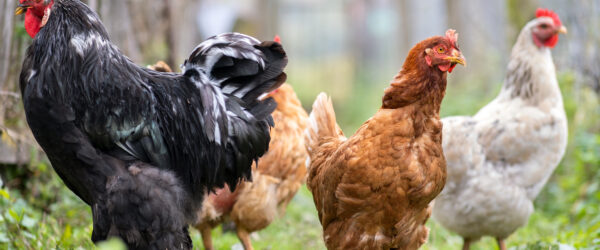 Backyard Chicken Keeping: Resolutions for a Healthier Flock