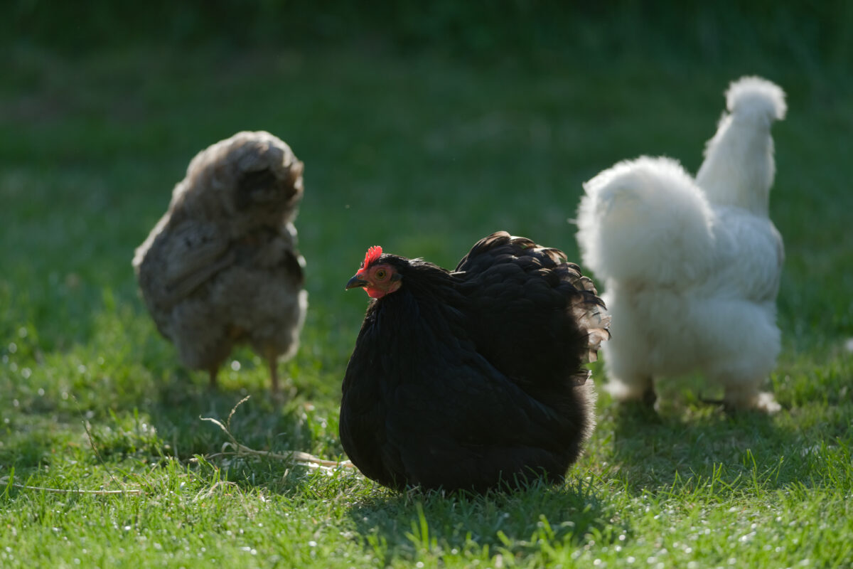 bantam chicken trio grazing in a grass yard