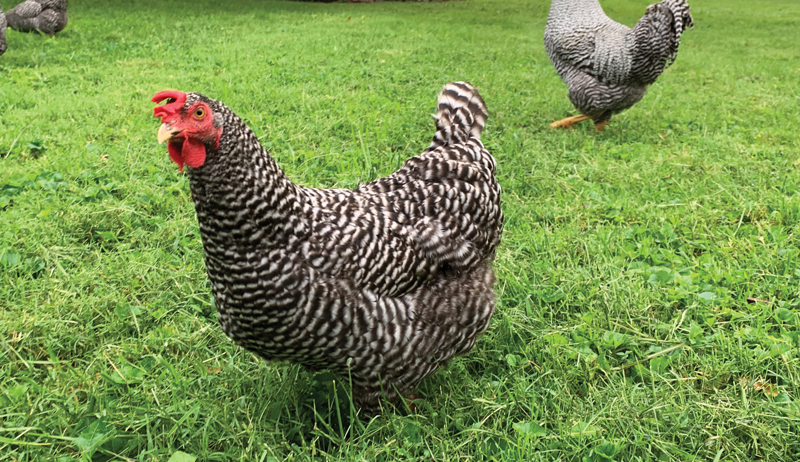 barred plymouth rock chickens hen