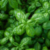 Basil Varieties: 10 To Consider Growing