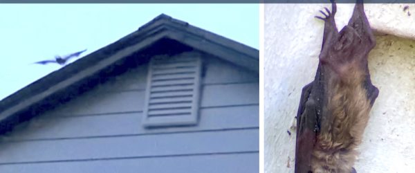 Safely Coexist With Bats In The Attic, Barn & Beyond