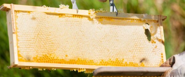 Bee Frames: Foundation or Foundationless?