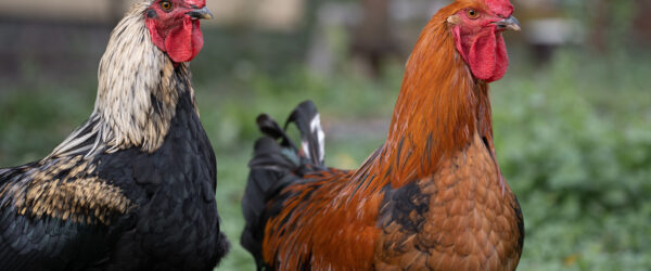 5 Benefits of Keeping Roosters in a Backyard Flock