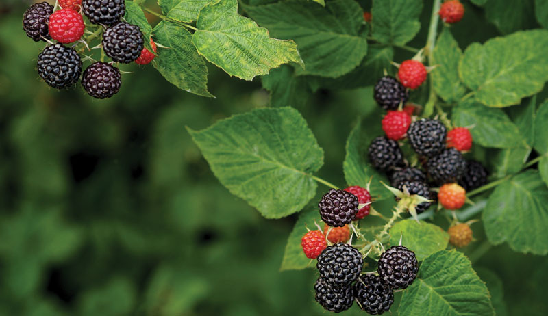 black raspberries raspberry nutritious crop