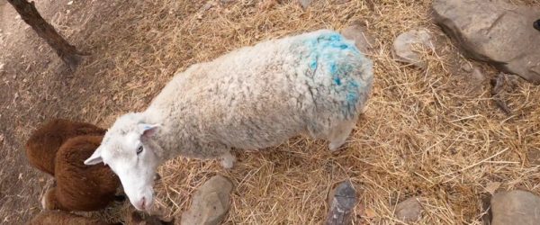 Video: Security Tips Heading Into Sheep Breeding Season