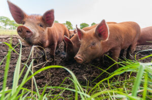Breeds of Livestock Worth Preserving