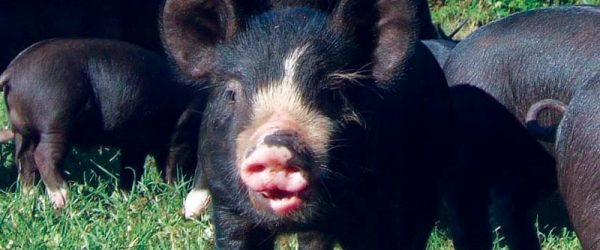 Breed Profile: The Berkshire Pig Is An Excellent Animal