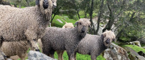 Keep Angora Goats For Their Fine Mohair Fiber