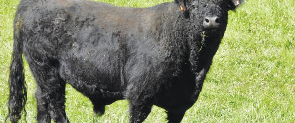 Get To Know Galloway & Belted Galloway Cattle Breeds