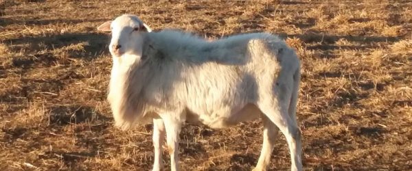 Love My Breed: St. Croix Hair Sheep