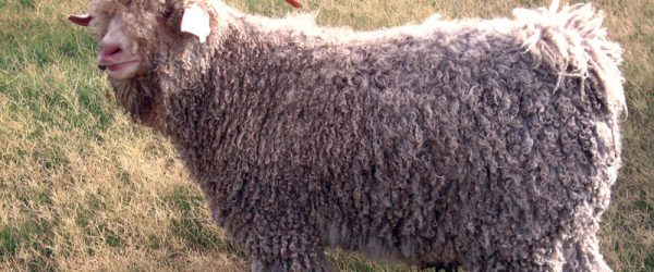 Angora Goats Bring Colorful Fleece To Small Farms