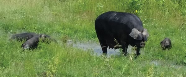 Breed Profile: Get To Know Large Black Hogs