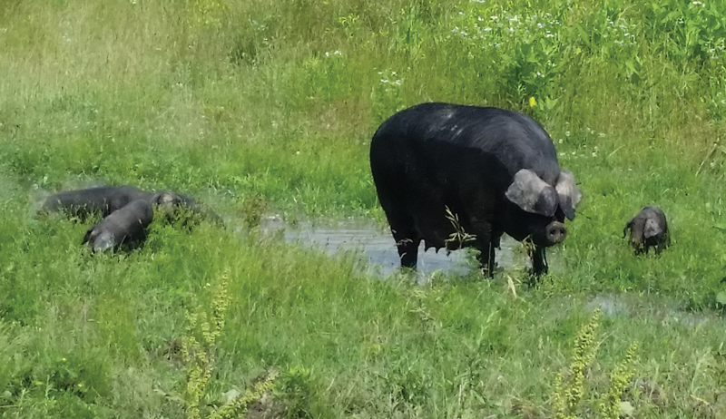 Breed Profile Get To Know Large Black Hogs Hobby Farms