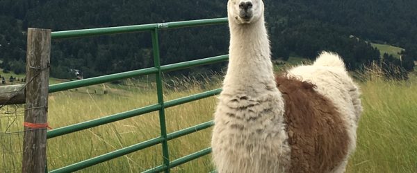 Llamas Make Great Small-Farm Livestock