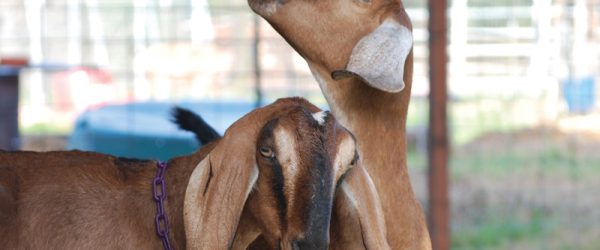 Breed Profile: Get To Know Nubian Goats