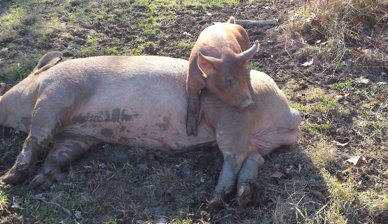 tamworth pigs