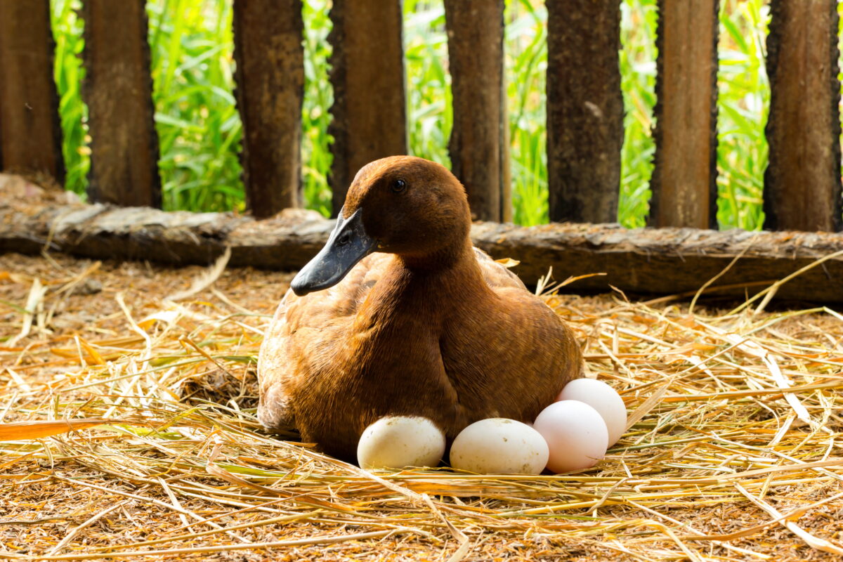 broody duck sitting on eggs