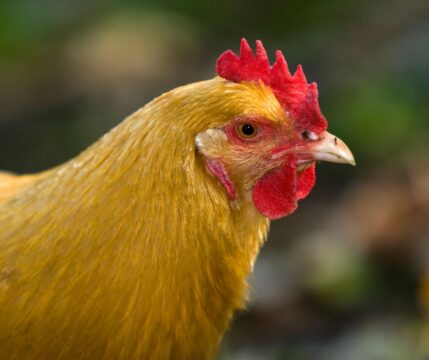brown egg laying chickens - Hobby Farms