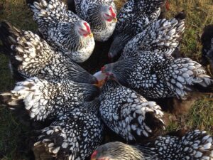 Can Chickens Eat Asparagus?
