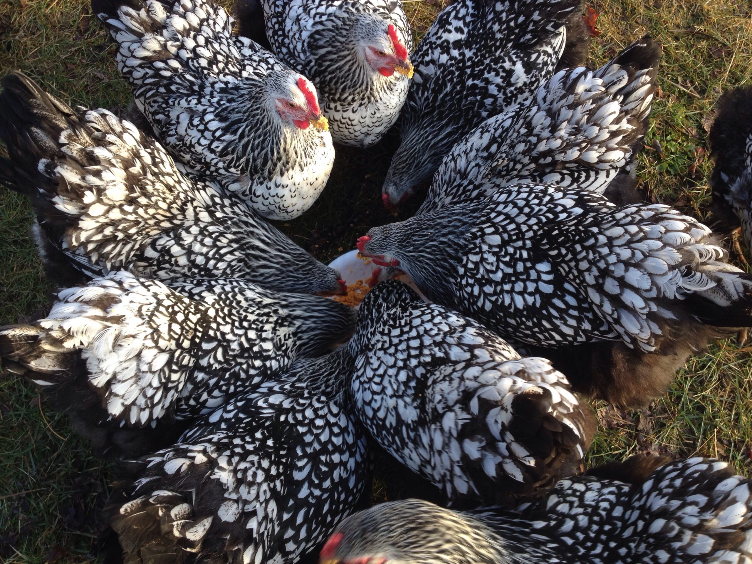 Can Chickens Eat Asparagus?