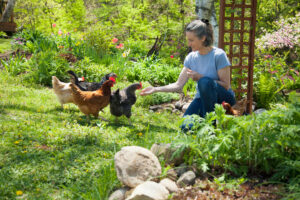 Can Chickens Eat Bell Peppers?