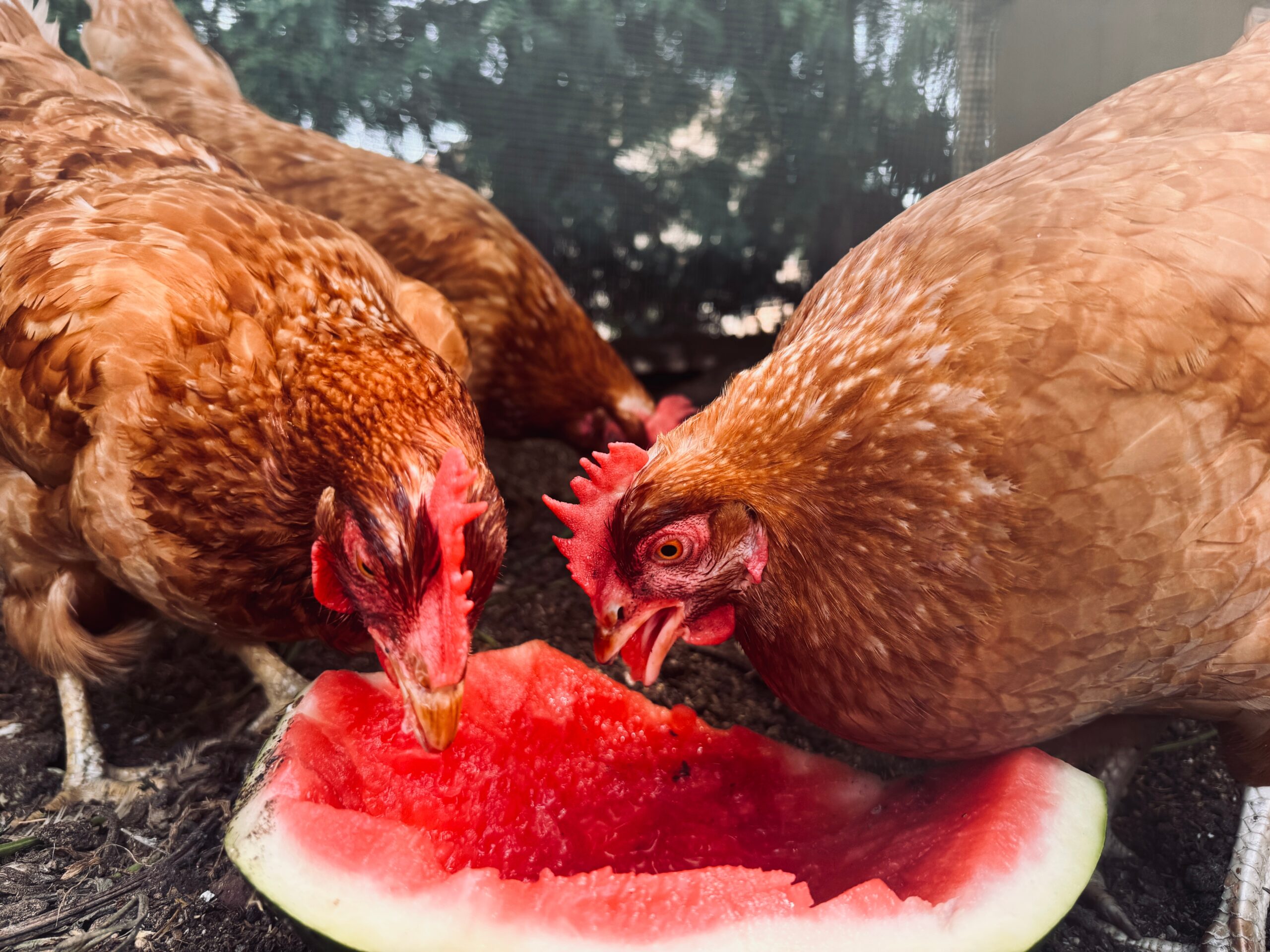 Can Chickens Eat Cantaloupe Seeds? Safe Seeds for Flocks