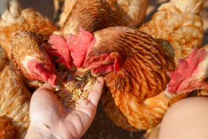 Can Chickens Eat Chia Seeds? A Complete Feeding Guide