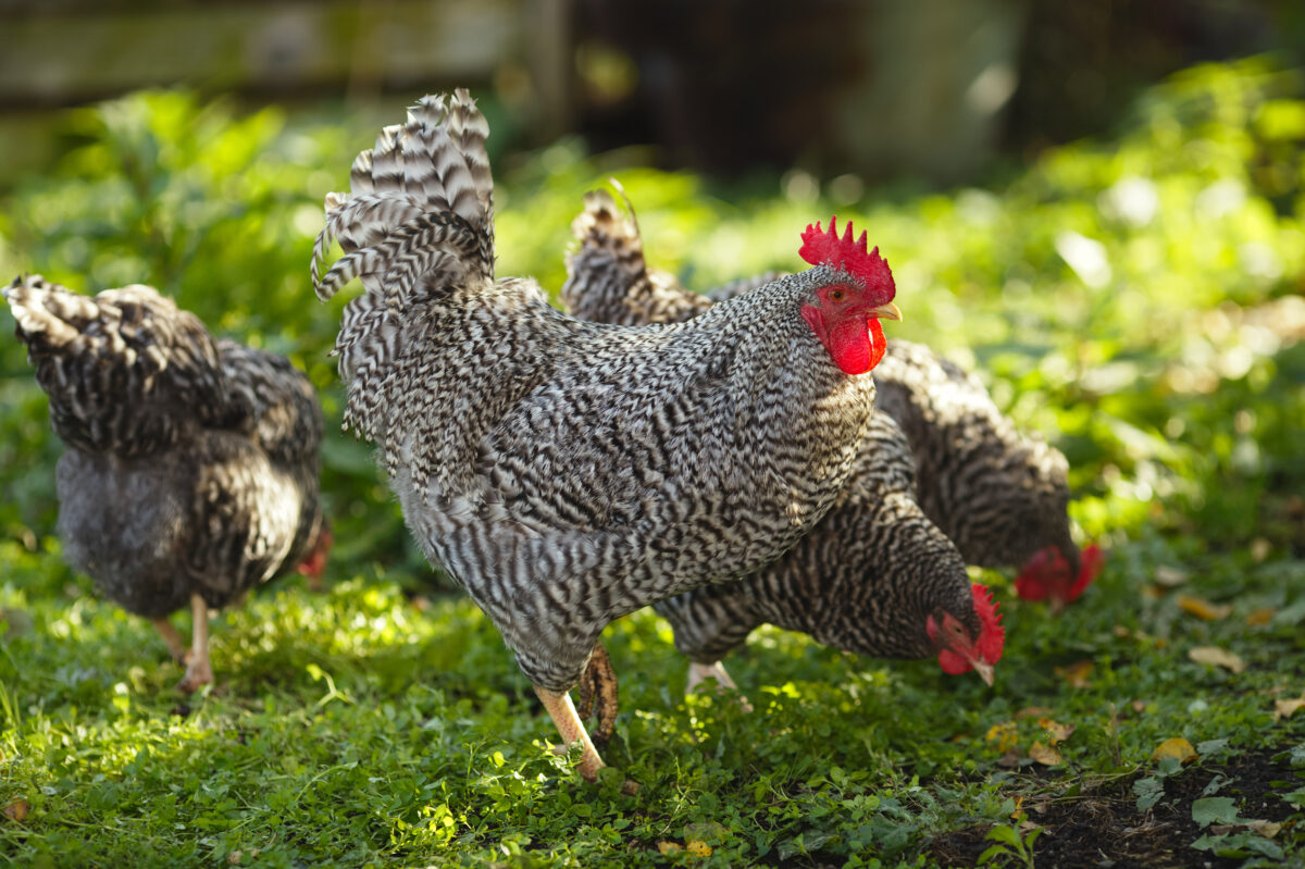 chickens grazing in a garden
