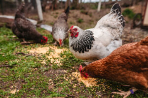 Can Chickens Eat Corn?