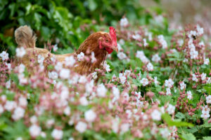 Can Chickens Eat Flowers?